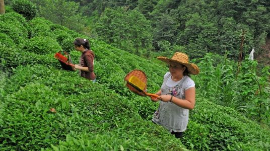 Köy hayatı ve doğal yaşamı gezerek öğrendiler